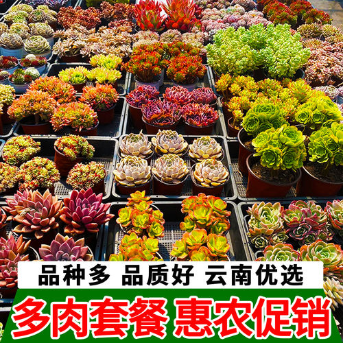 云南优选多肉植物组合套餐品种多