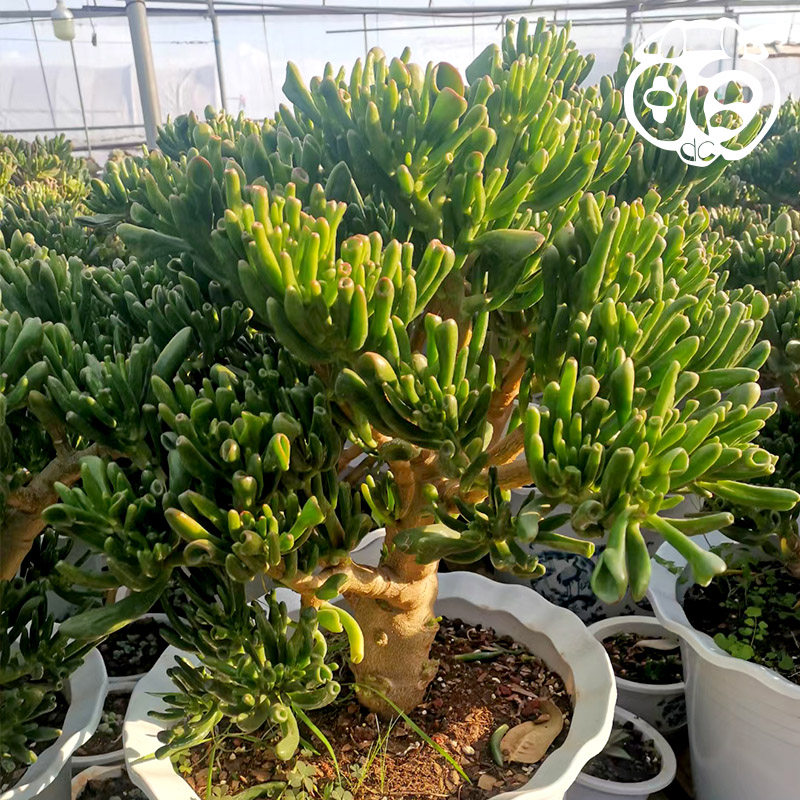 吸财树多肉植物大老桩素材模板 吸财树多肉植物大老桩图片下载 小麦优选