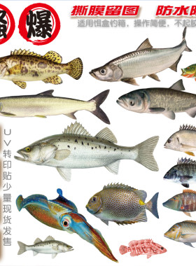 钓箱贴纸转印画海鲈翘嘴贴画