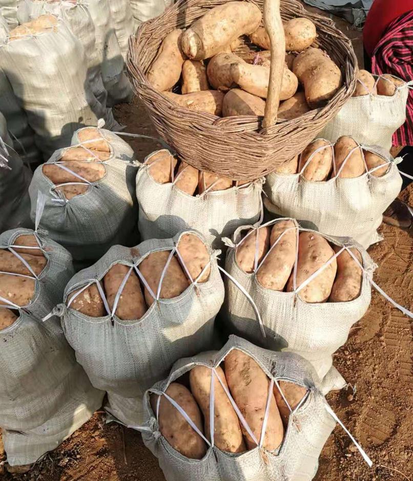 易县地区新鲜红薯 北京红地瓜 553品种黄皮黄心软糯无筋红薯5斤装