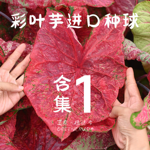 彩叶芋进口种球合集1莫奈.植迷者