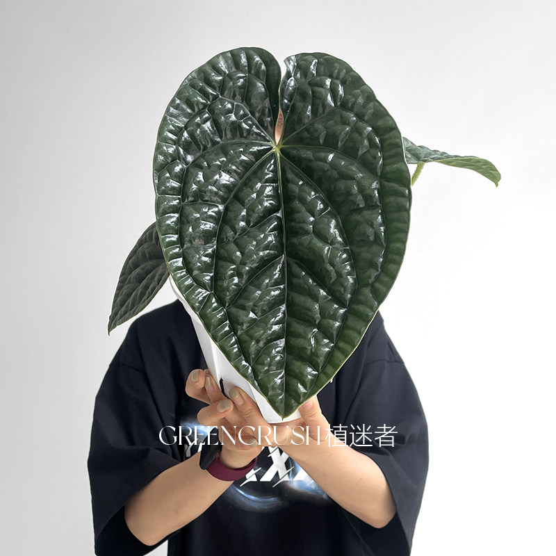 奢华花烛ins风网红热植