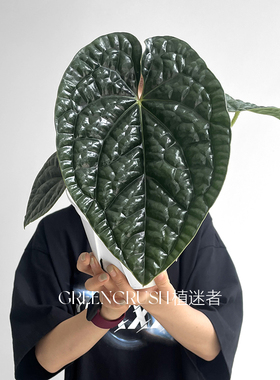 奢华花烛盆栽观叶绿植客厅阳台热带植物热植一物一拍植迷者