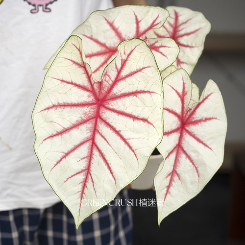 彩叶芋进口种球幻想曲