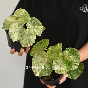 胭脂锦秋海棠带锦锦化网红观叶绿植室内观叶盆栽四季好养植物客厅