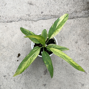 维塔领带花烛锦0159