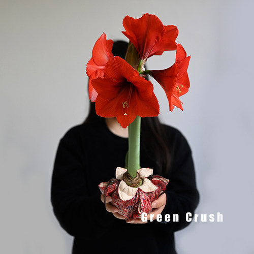 吃空气就能开花的植物朱顶红蜡球