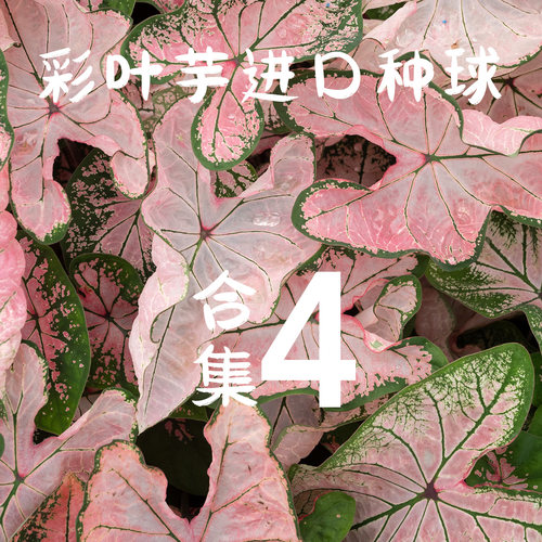 彩叶芋进口种球合集4莫奈.植迷者