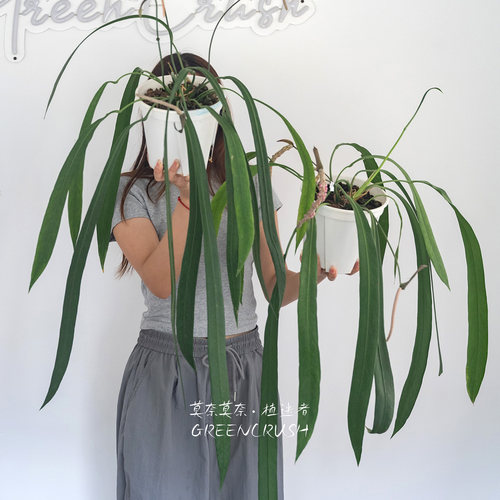 维塔领带花烛垂吊盆栽