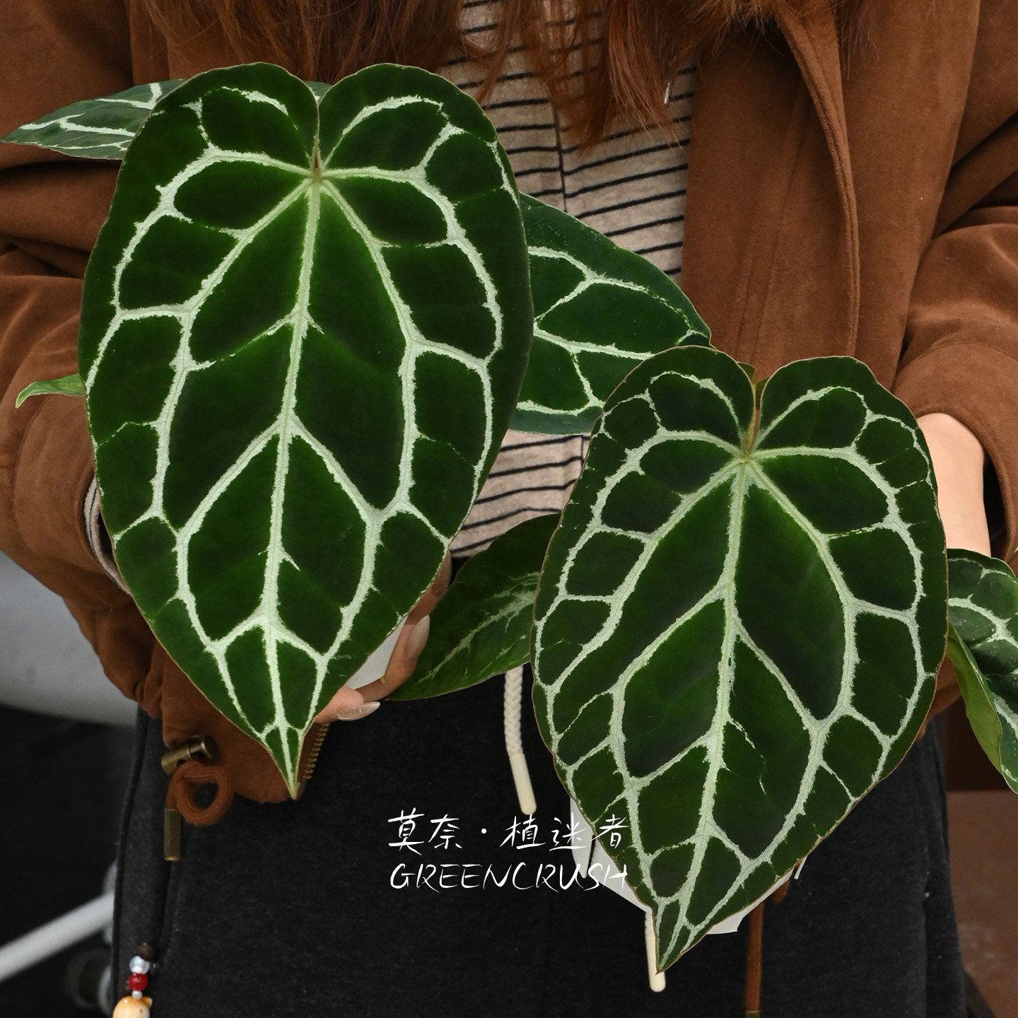 南美原种哥伦比亚黑水晶花烛盆栽