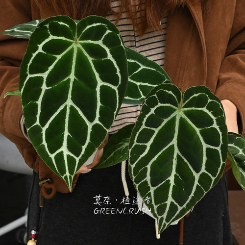 南美原种哥伦比亚黑水晶花烛盆栽