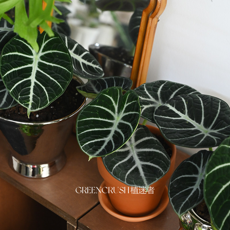 忍者海芋黑天鹅绒丝绒质感盆栽网红绿植物室内阳台观叶好养植迷者,鲜花速递/花卉仿真/绿植园艺,海芋,淘宝优惠券,粉丝福利购,淘宝优惠卷