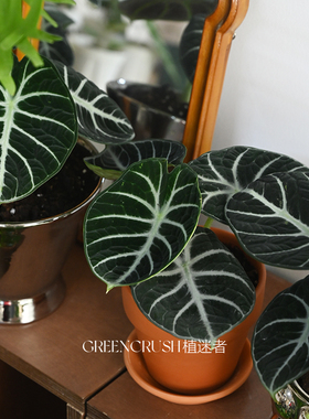 忍者海芋黑天鹅绒丝绒质感盆栽网红绿植物室内阳台观叶好养植迷者