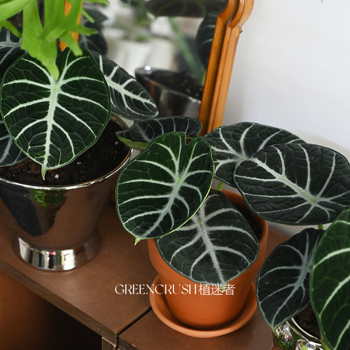 忍者海芋黑天鹅绒丝绒质感盆栽网红绿植物室内阳台观叶好养植迷者