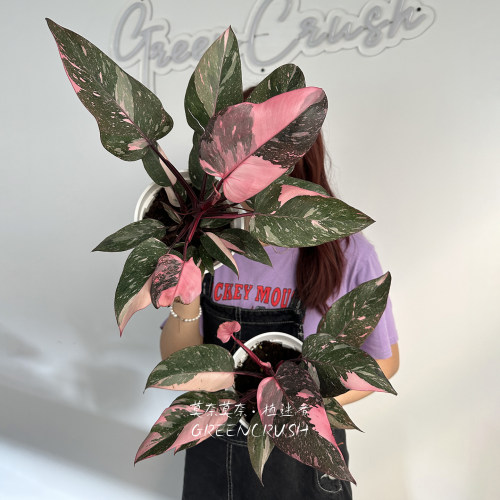 黑樱桃蔓绿绒锦化盆栽植物