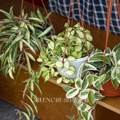 休内冰糖内锦花叶外锦球兰植迷者