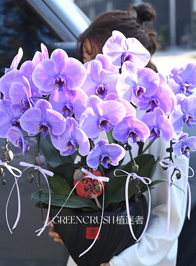 马卡龙吸色染蝴蝶兰大盆组盆女神新年礼物蓝色紫室内桌面家植迷者