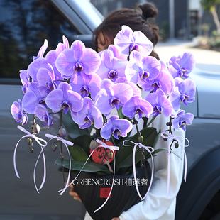 马卡龙吸色染蝴蝶兰大盆组盆女神新年礼物蓝色紫室内桌面家植迷者