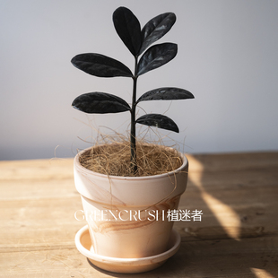 黑乌鸦金钱树黑叶片雪铁芋暗黑系简约高级植物盆栽植迷者