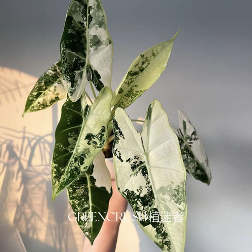 绿色天鹅绒绿天鹅锦海芋绒毛质感花叶带锦植物绿鹅锦绿植植迷者