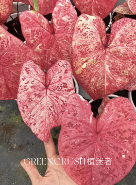 米兰彩叶芋盆栽粉白绿色系网红观叶植物植迷者