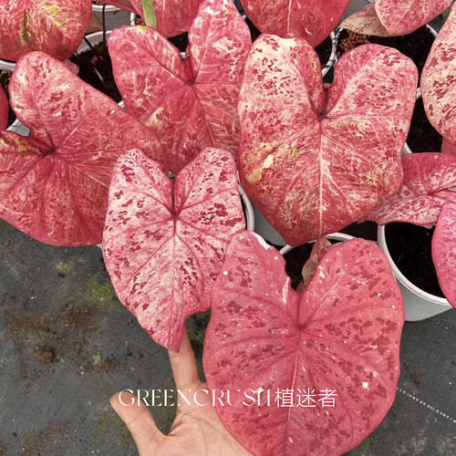 彩叶芋盆栽米兰植迷者