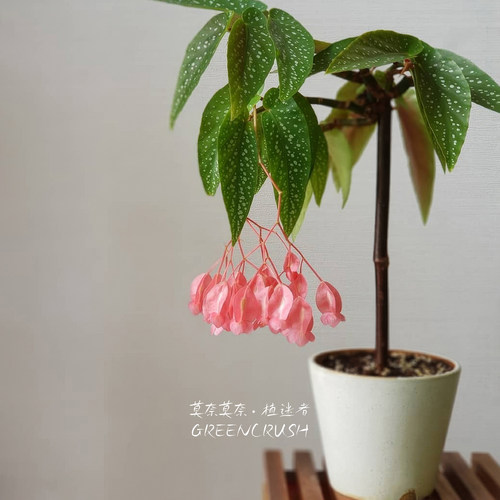 竹节秋海棠室内热植盆栽