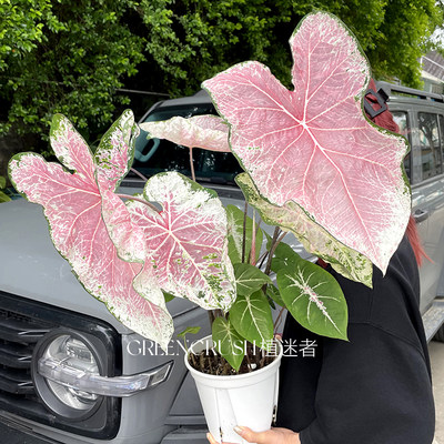 彩叶芋袋装种球粉色飞溅香奈儿雪后红酒飞溅观叶网红植物盆栽绿植