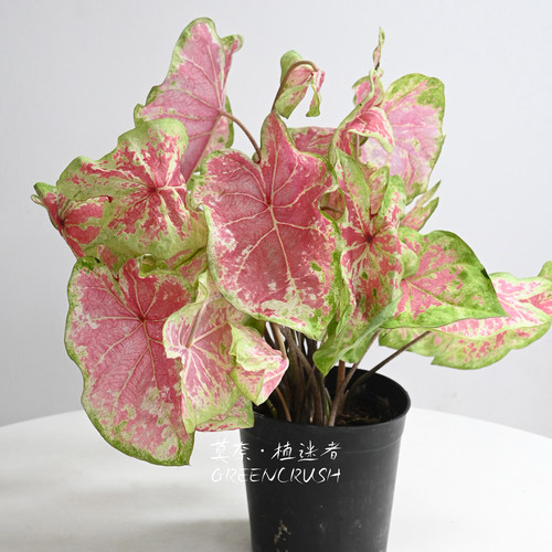 彩叶芋进口种球月光覆盆子