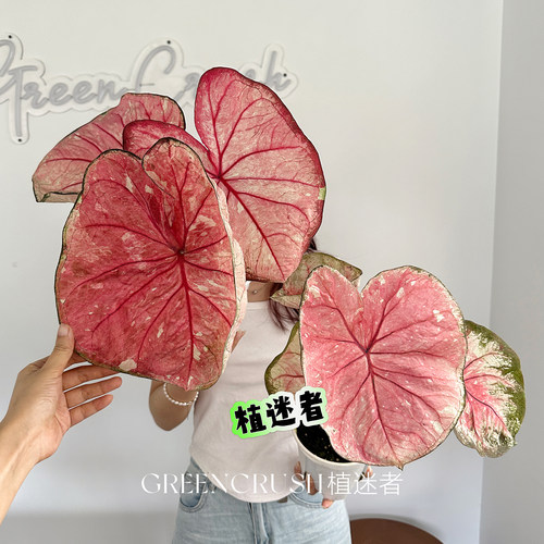 复古烟粉抹茶老版本海王彩叶芋