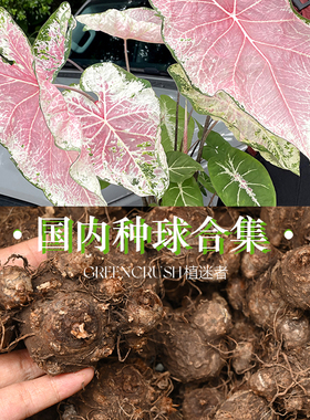 彩叶芋国产种球合集繁育粉色飞溅香奈儿雪后红酒飞溅观叶植物绿植