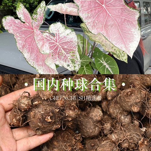 超美叶片植迷者彩叶芋种球