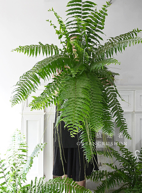植迷者大霸王蕨长叶肾蕨波士顿观叶绿植网红室内盆栽植物热带雨林