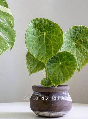 福寿福玉蝶衣秋海棠带锦锦化室内观叶盆栽四季好养植物植迷者