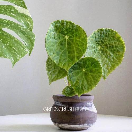 福寿福玉蝶衣秋海棠带锦锦化室内观叶盆栽四季好养植物植迷者