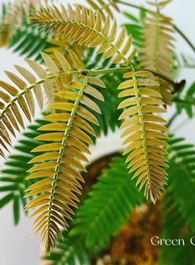 密叶猴耳环害羞猴中式庭院喜耐阴室内绿植网红观叶小盆栽 植迷者