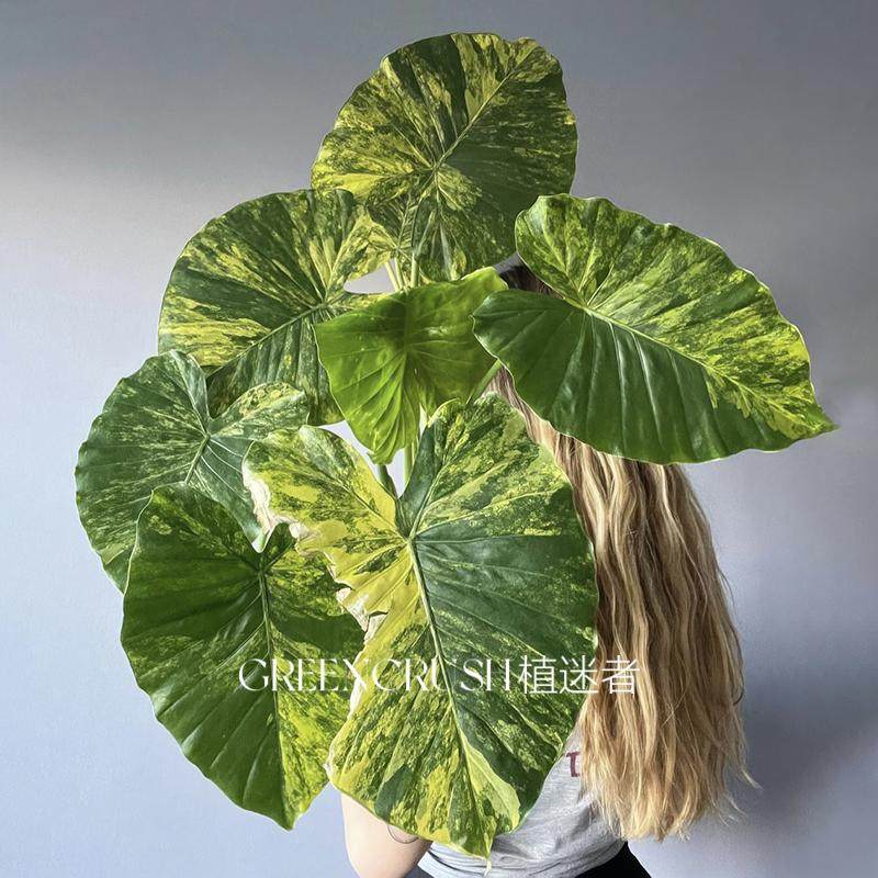 黄锦象耳芋热植盆栽海芋观叶热带网红绿植室内植物好养客厅植迷者,鲜花速递/花卉仿真/绿植园艺,海芋,淘宝优惠券,粉丝福利购,淘宝优惠卷