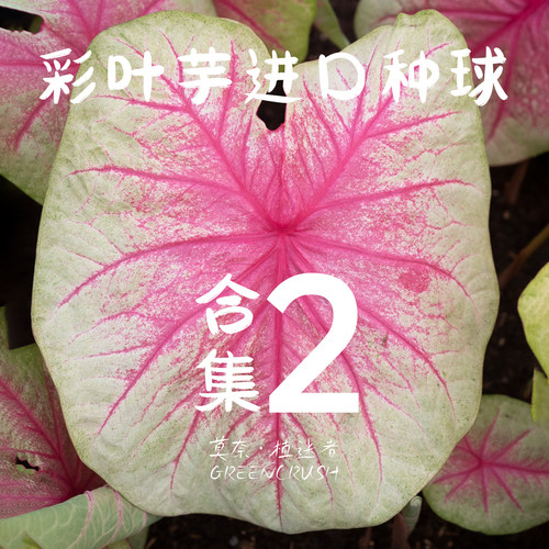 彩叶芋进口种球合集2莫奈.植迷者