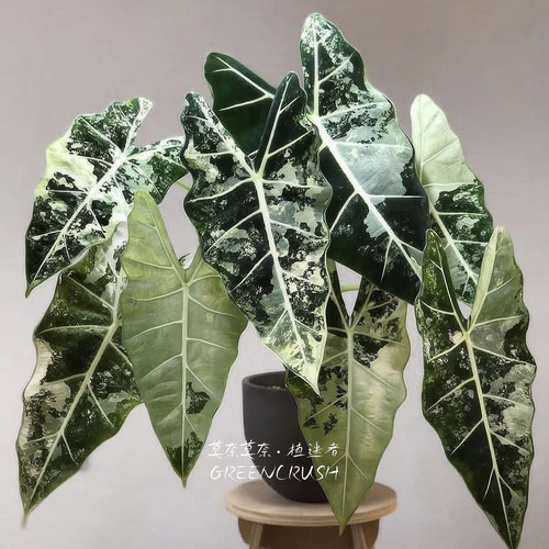 绒毛感锦化海芋绿天鹅锦