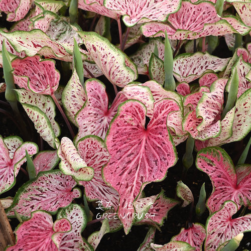 彩叶芋进口种球白日梦