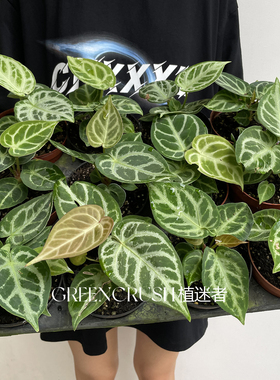 福利花烛小苗集合盆栽华丽贝斯水晶观叶绿植客厅阳台热植植迷者