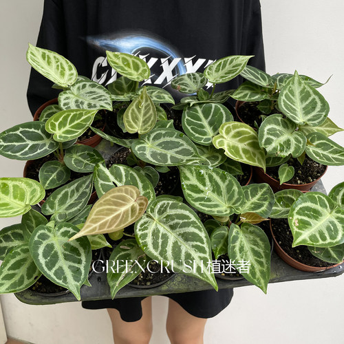 福利花烛小苗集合盆栽华丽贝斯水晶观叶绿植客厅阳台热植植迷者