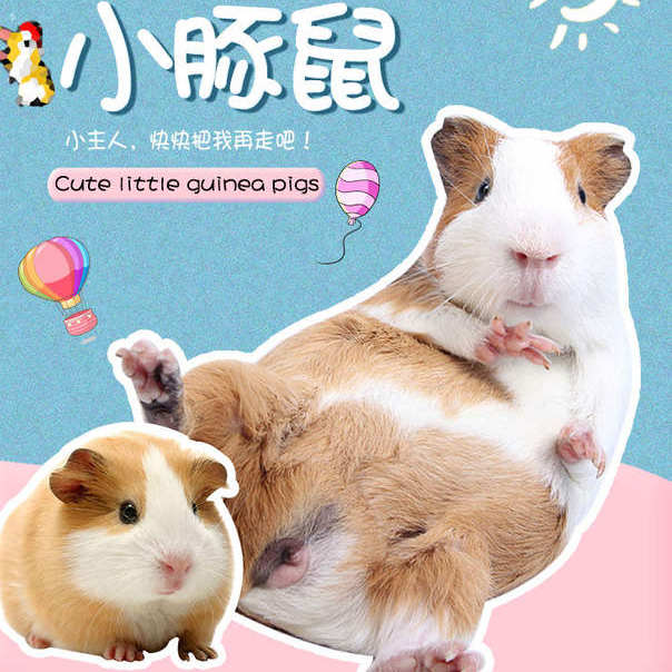 自家繁殖宠物荷兰猪活体荷兰鼠豚鼠活物宝宝天竺鼠可爱健康包活