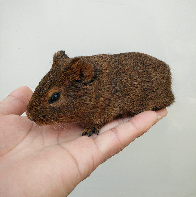 自家繁殖棕刺色宠物荷兰猪活体花豚天竺宝宝包邮包活健康已做疫苗