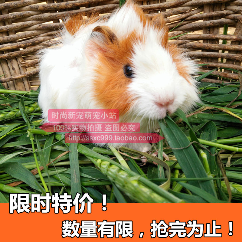 宠物短逆毛荷兰猪活体花天竺家养