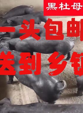 新美系国寿黑猪纯种黑杜洛克种公猪原种黑金刚母猪新一代黑金刚猪