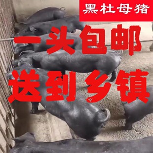 新美系国寿黑猪纯种黑杜洛克种公猪原种黑金刚母猪新一代黑金刚猪