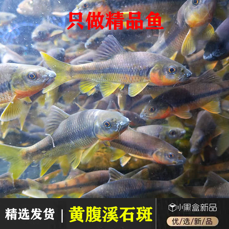 野采红腮黄腹溪石斑耐活好养观赏鱼淡水原生冷水鱼光唇鱼活体群游