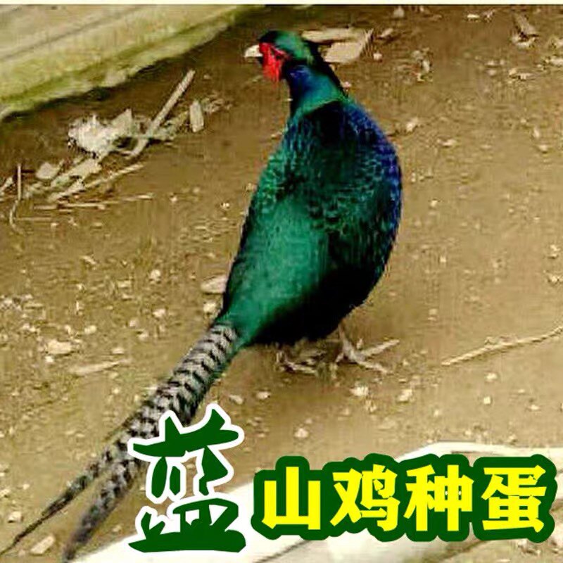 孔雀蓝山鸡种蛋 高受精率 当天新鲜种蛋 全程指导孵化养殖属于什么档次？