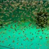 迷你鹦鹉鱼观赏鱼活体小型金鱼淡水热带鱼好养易活懒人养不死河南